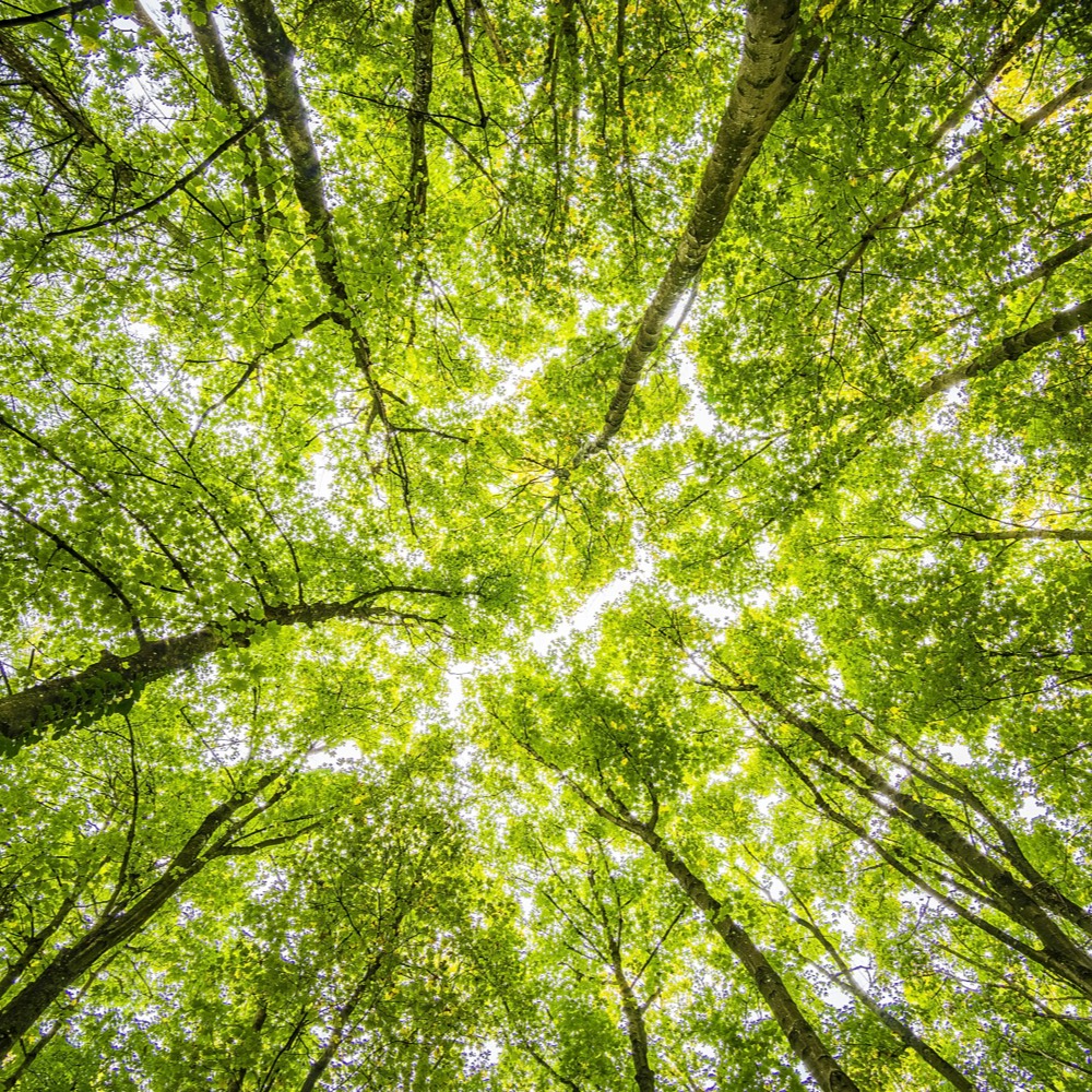 Environment